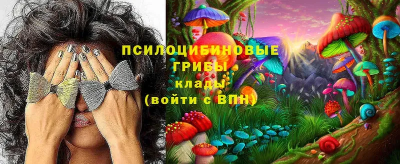 Псилоцибиновые грибы Cubensis  Кинешма 